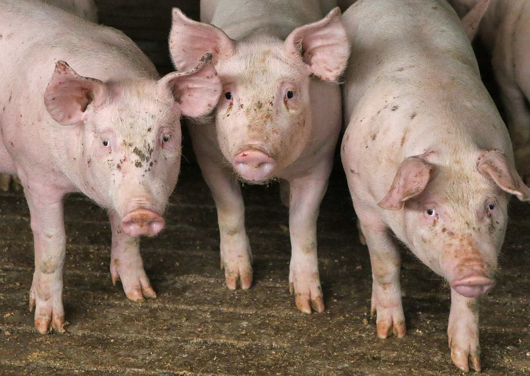 a group of pigs